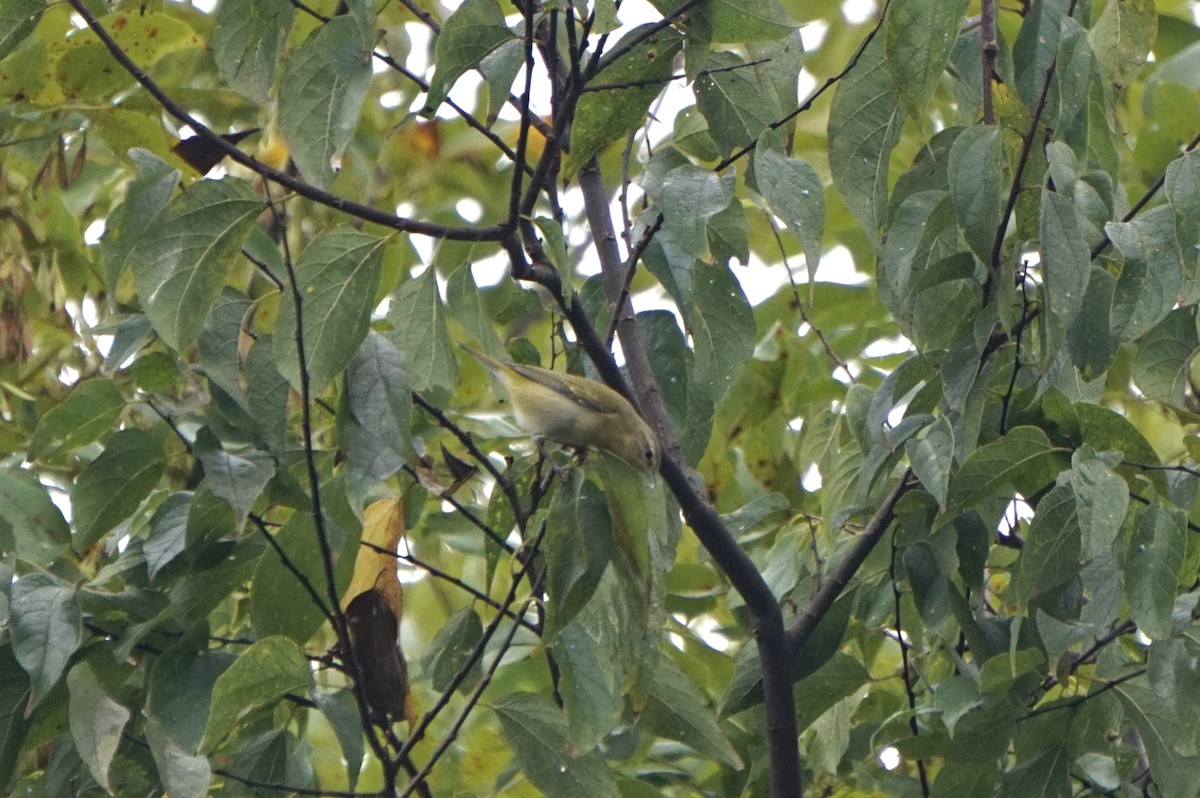 Tennessee Warbler - ML642931117