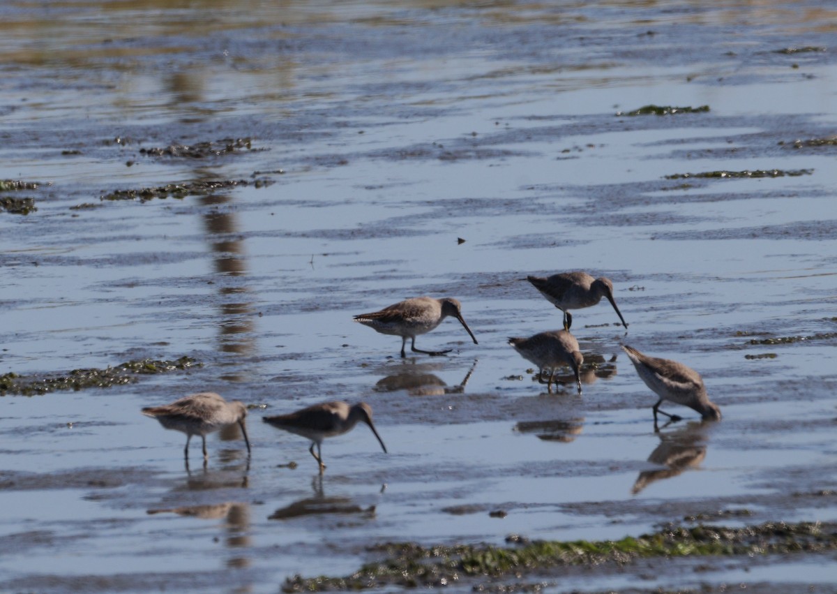 Short-billed Dowitcher - ML642931118