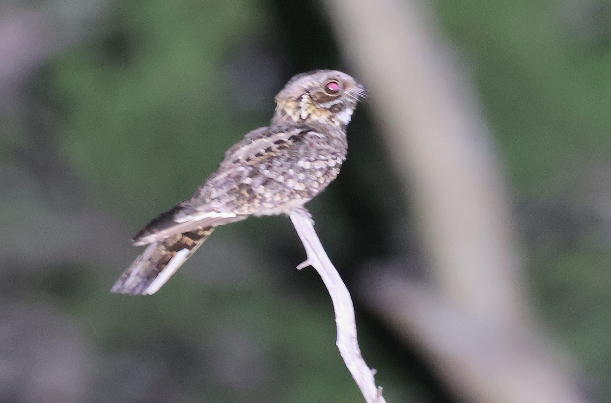 Fiery-necked Nightjar - ML642931133