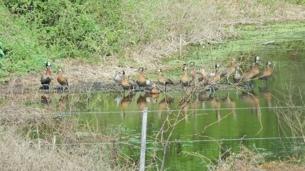White-faced Whistling-Duck - ML642931145