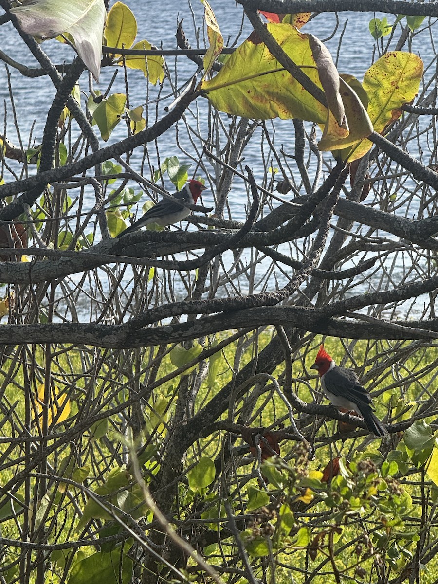 Red-crested Cardinal - ML642931150