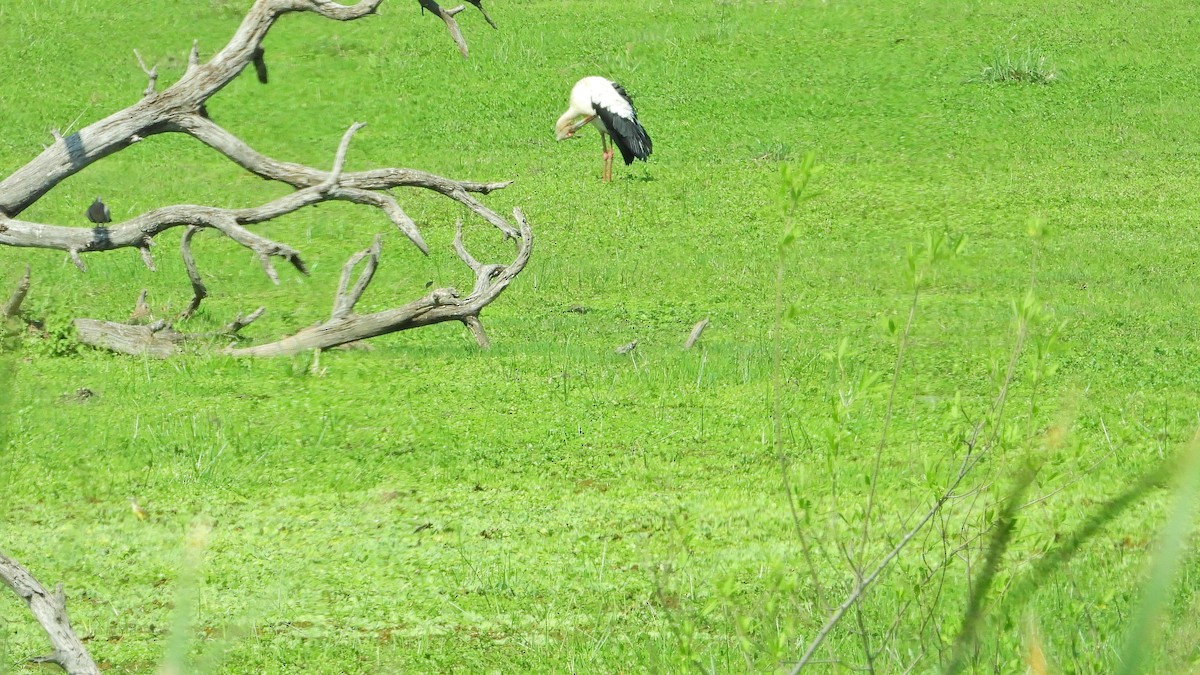 Maguari Stork - ML642931177