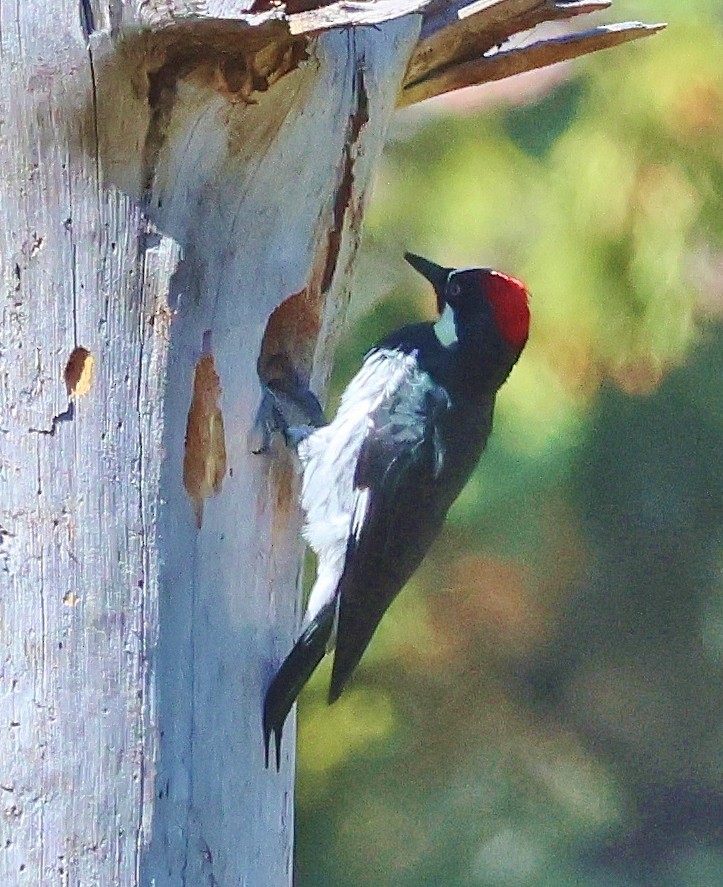 Acorn Woodpecker - ML642931183