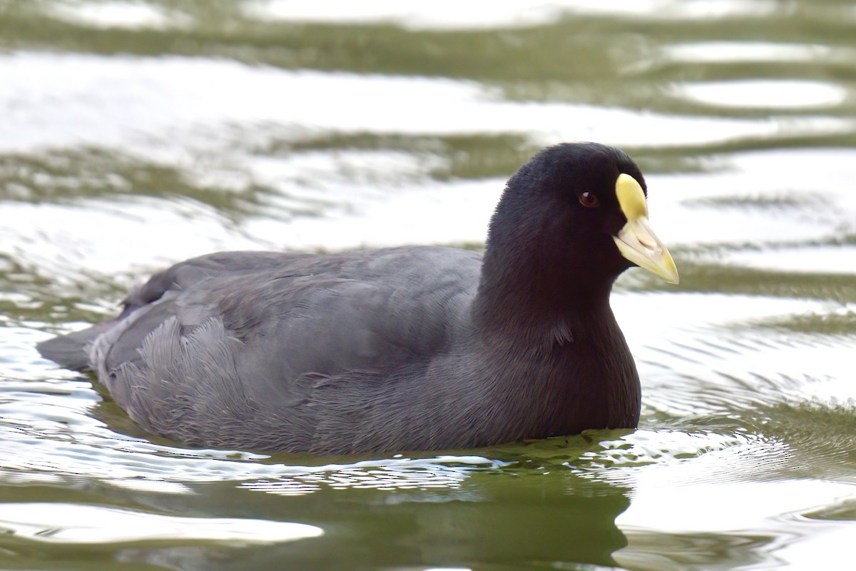 White-winged Coot - ML642931191