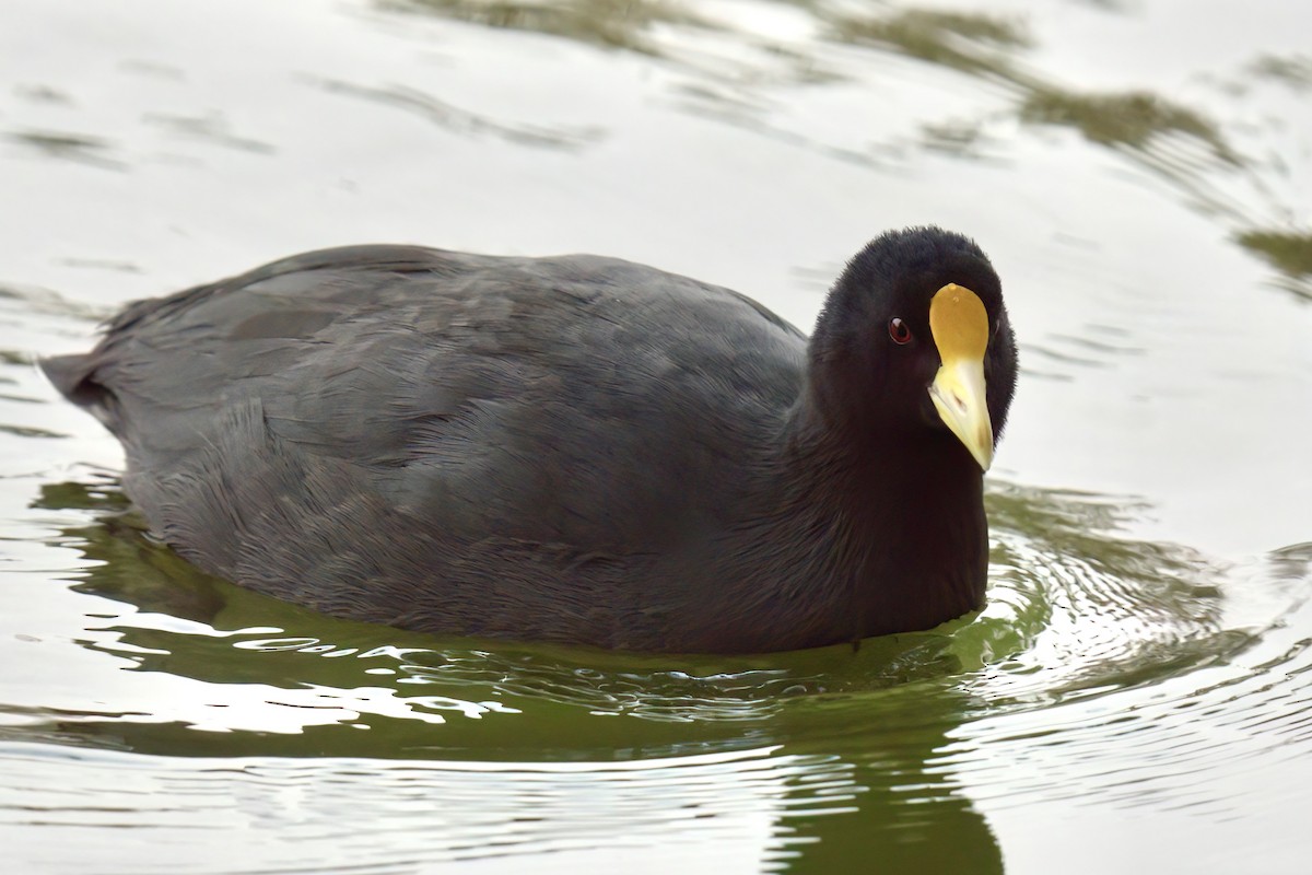 White-winged Coot - ML642931192