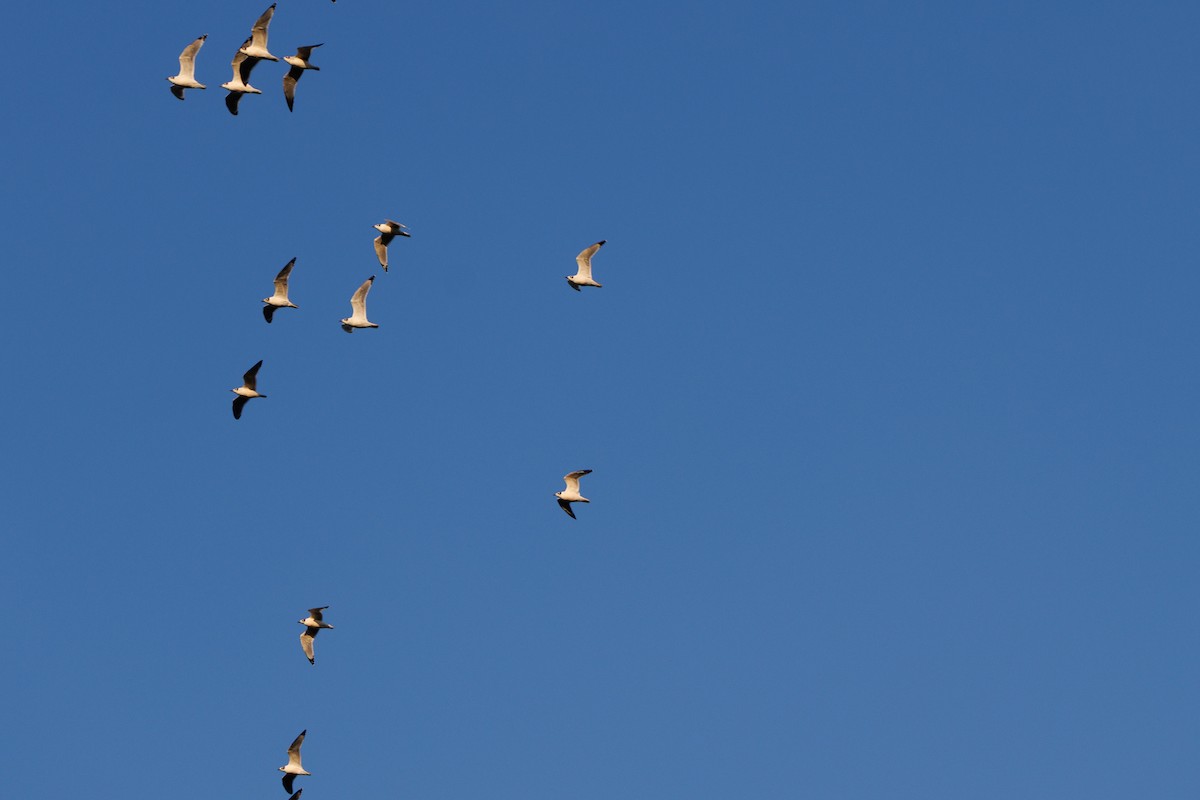 Franklin's Gull - ML642931228