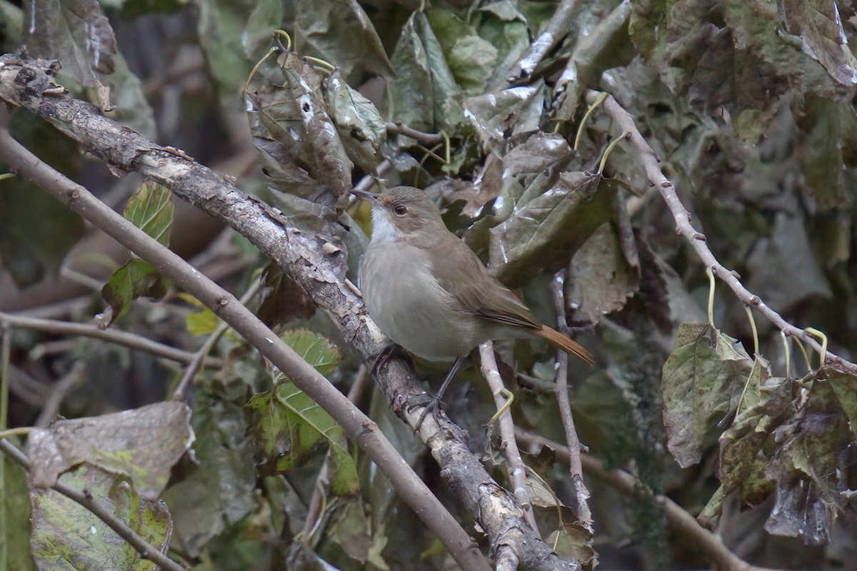 Rufous Hornero - ML642931240