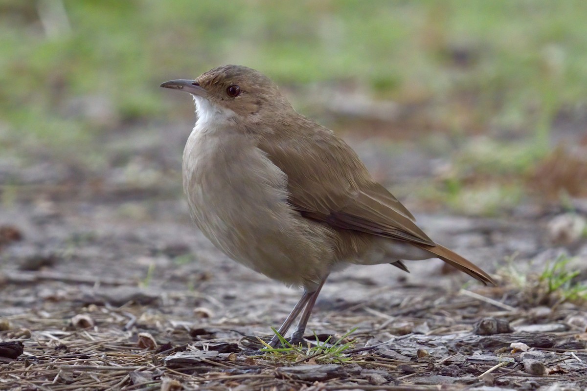 Rufous Hornero - ML642931241