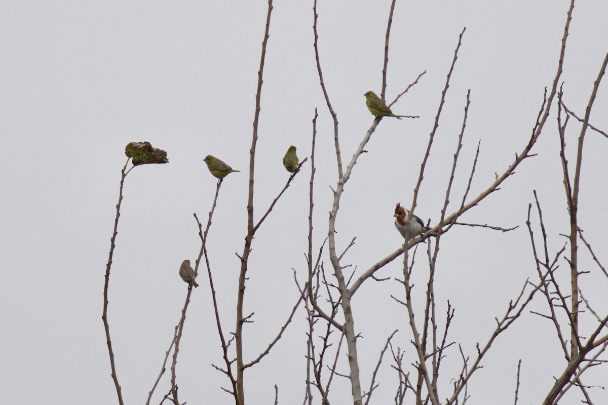 Red-crested Cardinal - ML642931255