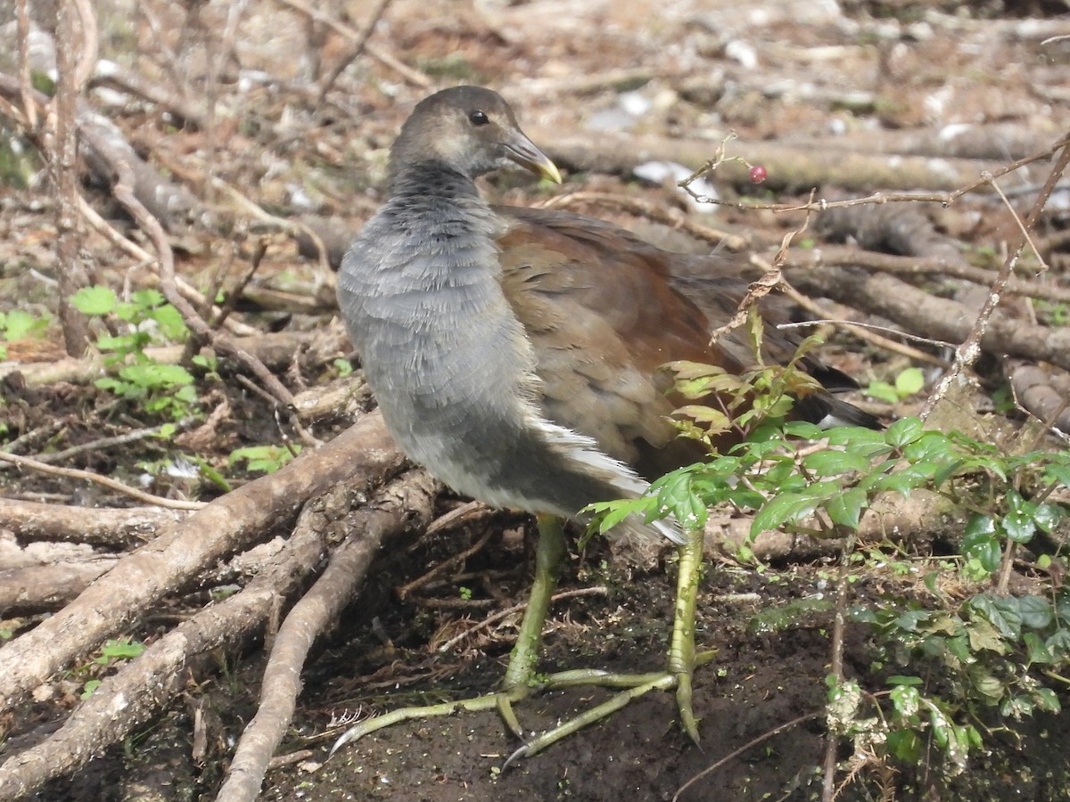 Common Gallinule - ML642931280