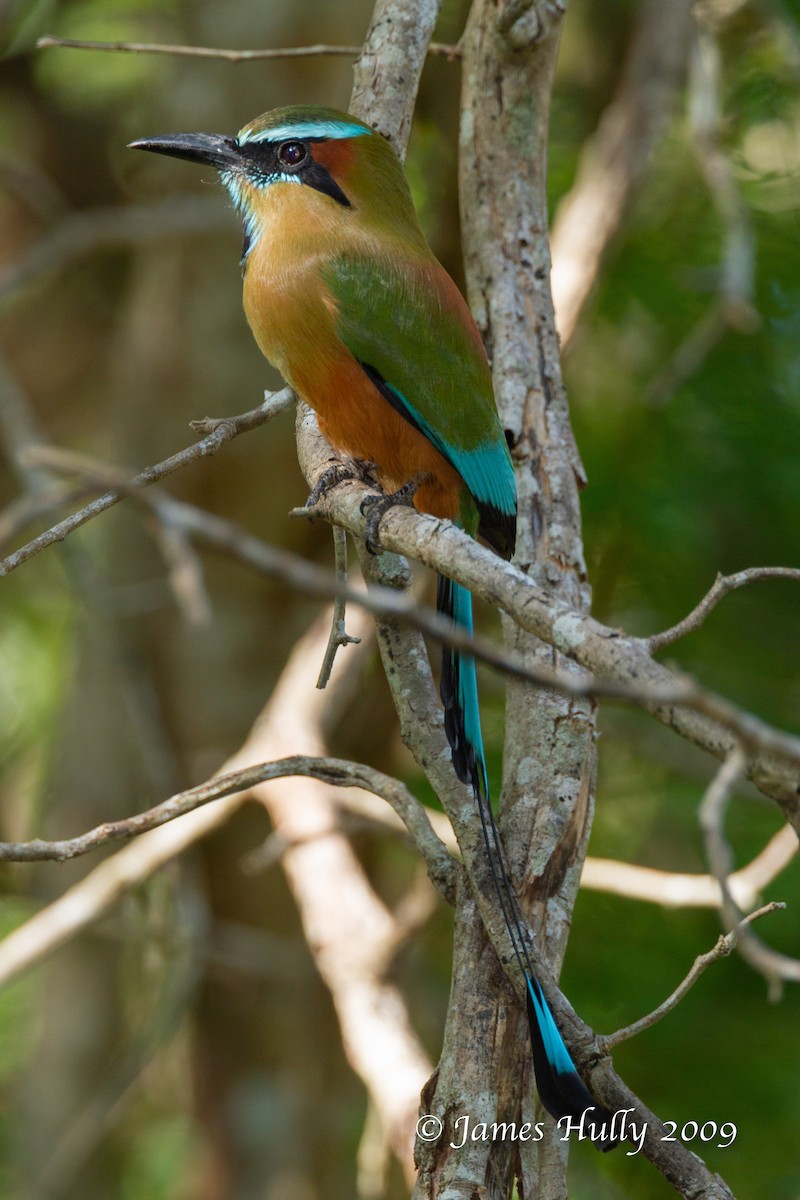 Turquoise-browed Motmot - ML642931289