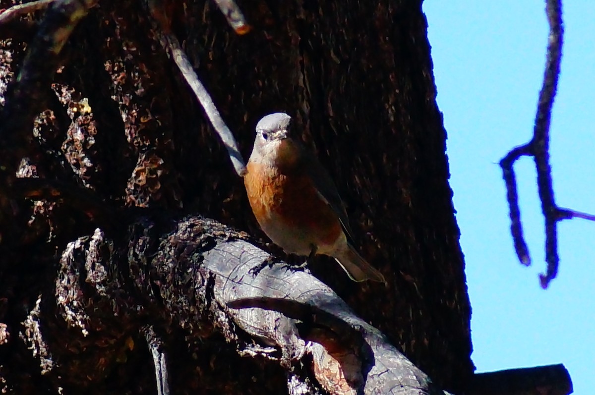 Western Bluebird - ML642931307