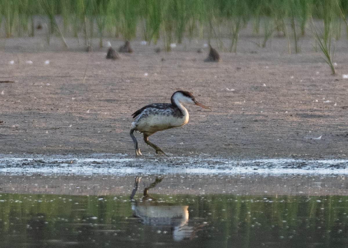 Western/Clark's Grebe - ML642931309