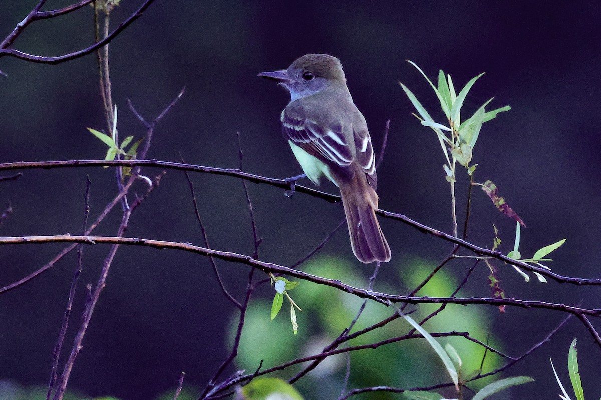Great Crested Flycatcher - ML642931318