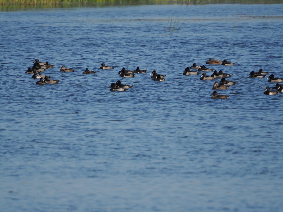 Ring-necked Duck - ML642931320