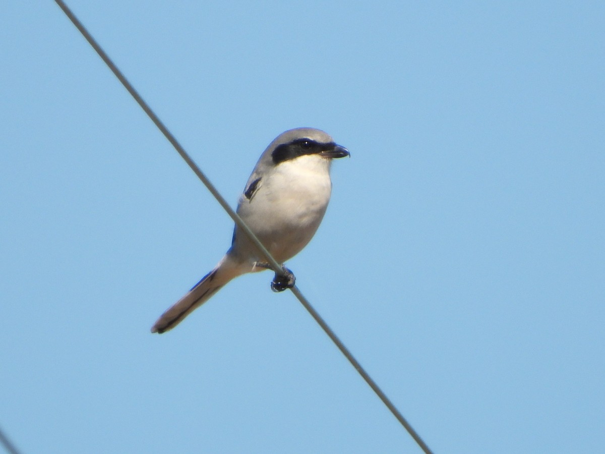 Loggerhead Shrike - ML642931322