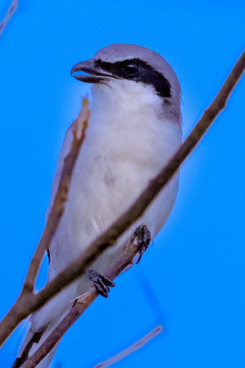 Loggerhead Shrike - ML642931338