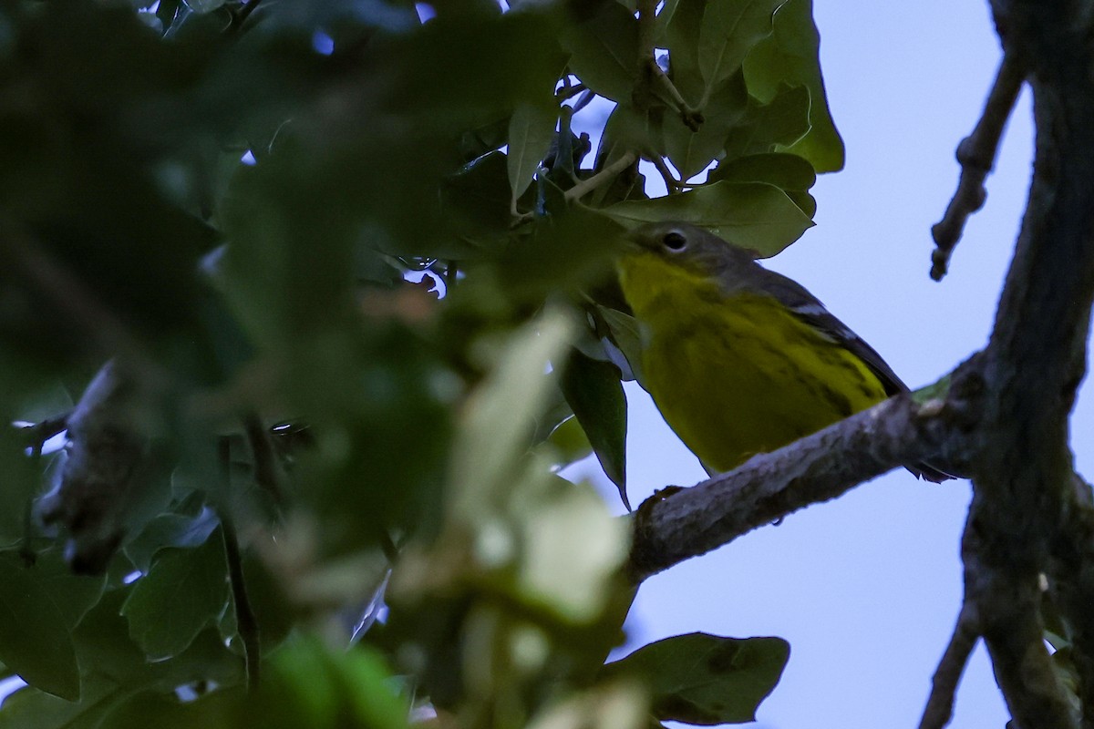 Magnolia Warbler - ML642931352