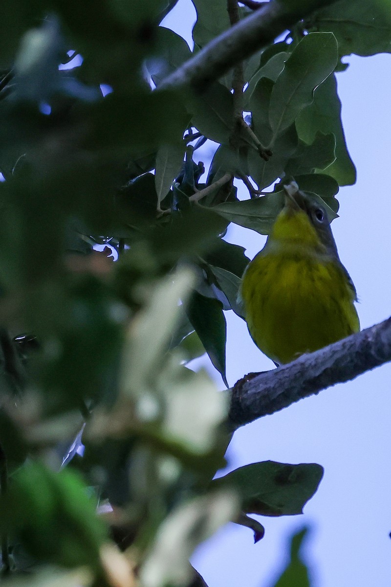 Magnolia Warbler - ML642931353