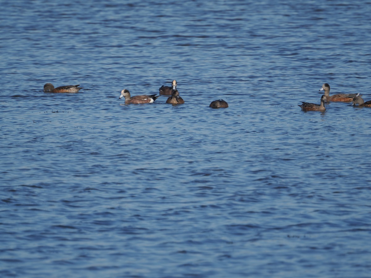 American Wigeon - ML642931362