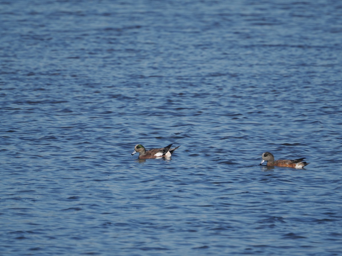 American Wigeon - ML642931363