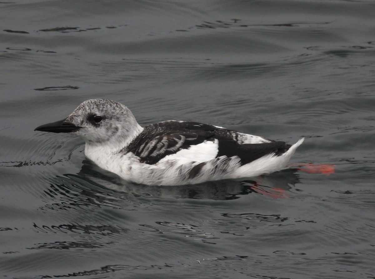 Black Guillemot - ML642931376