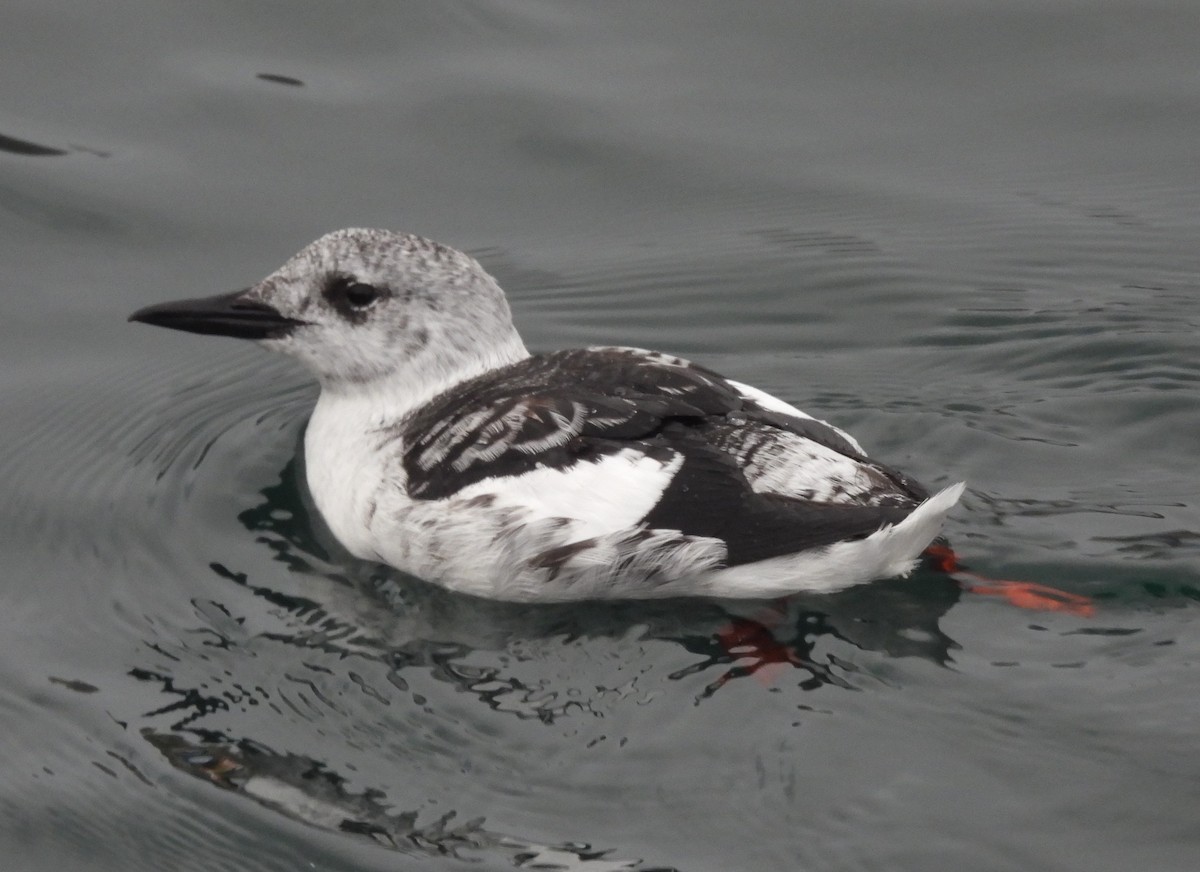 Black Guillemot - ML642931379