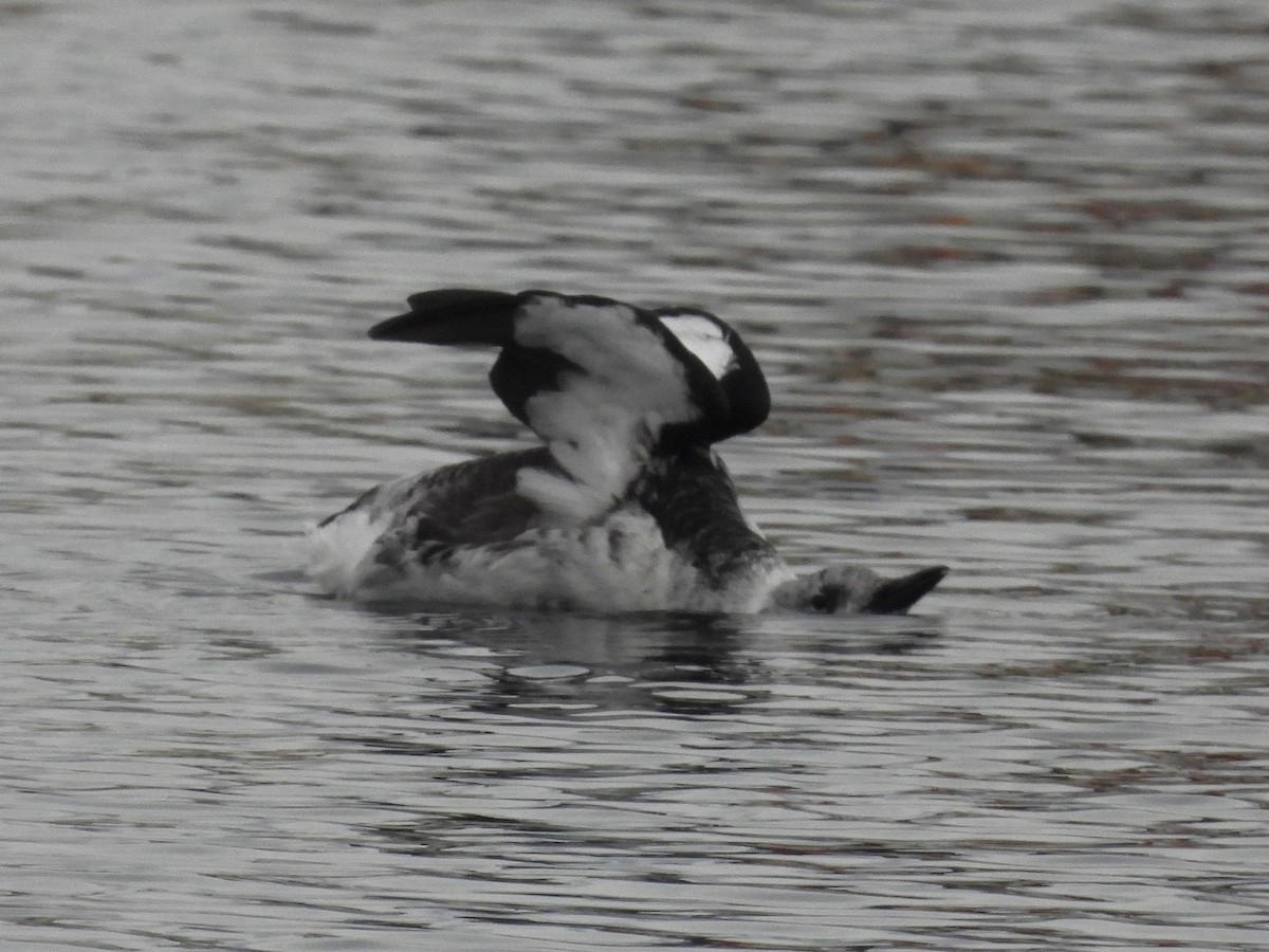 Black Guillemot - ML642931384