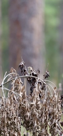 Bachman's Sparrow - ML642931387