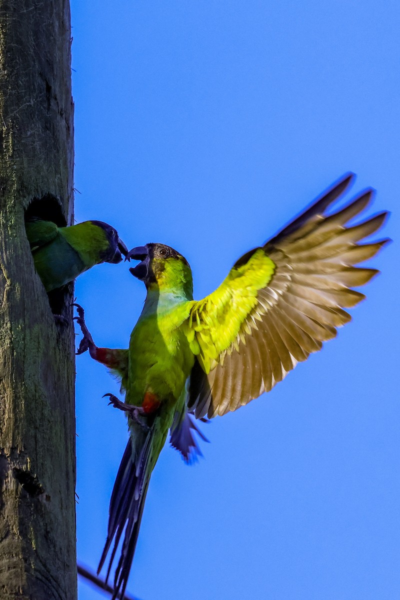Nanday Parakeet - ML642931394