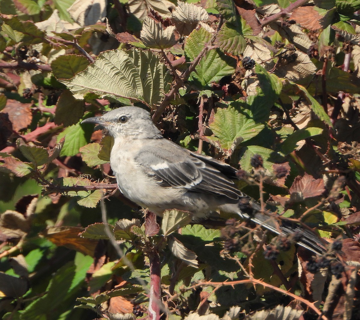 Northern Mockingbird - ML642931397