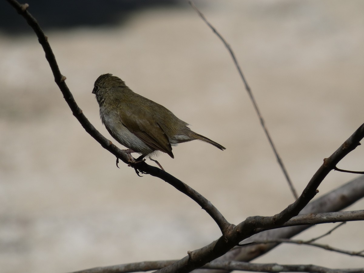 Black-faced Grassquit - ML642931403