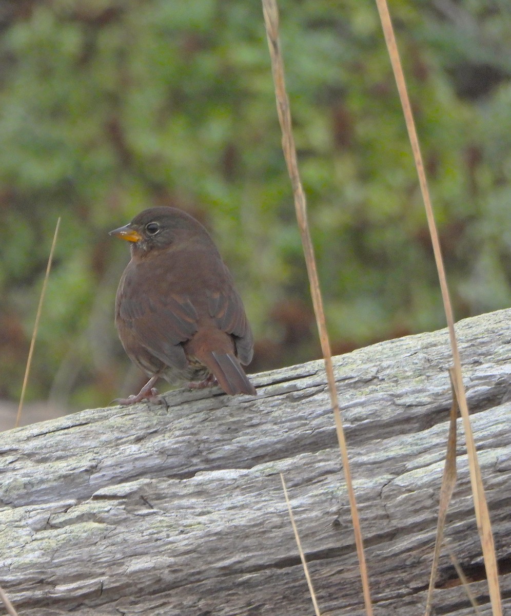 Fox Sparrow (Sooty) - ML642931404