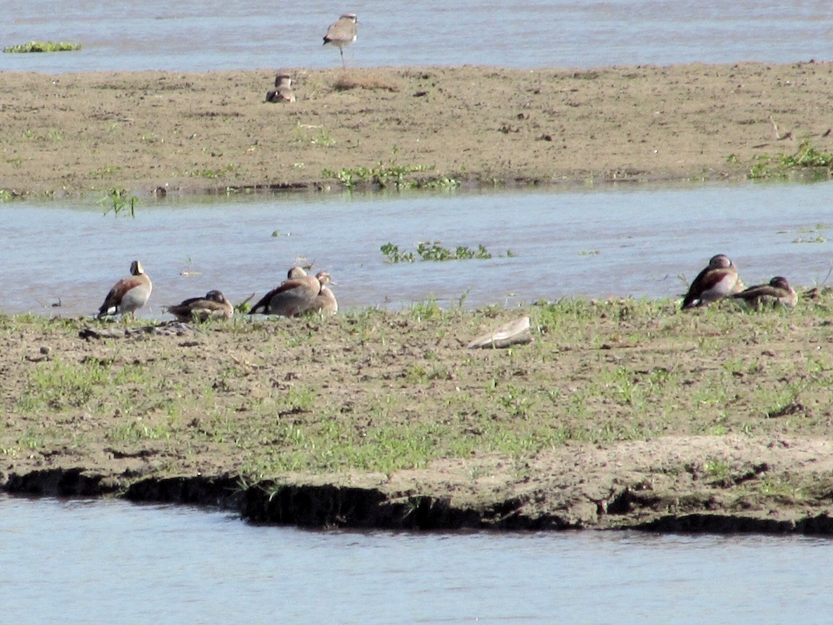 Ringed Teal - ML642931406