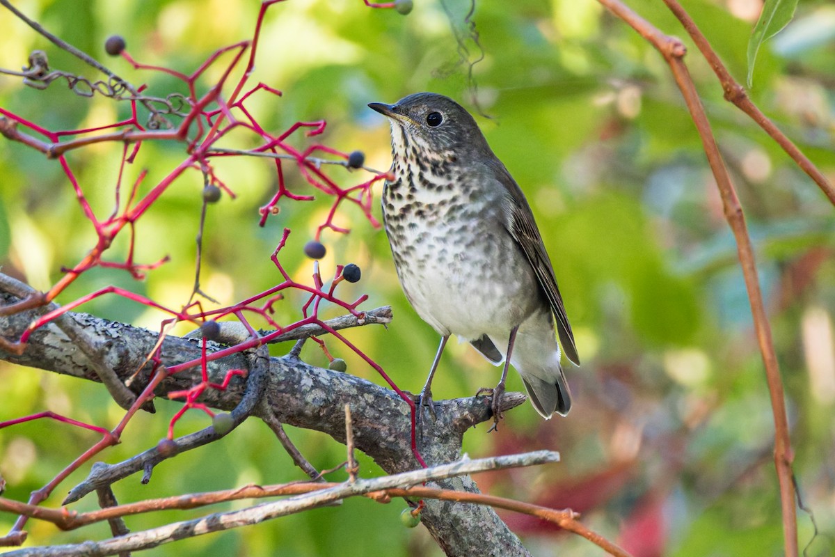 Gray-cheeked Thrush - ML642931407