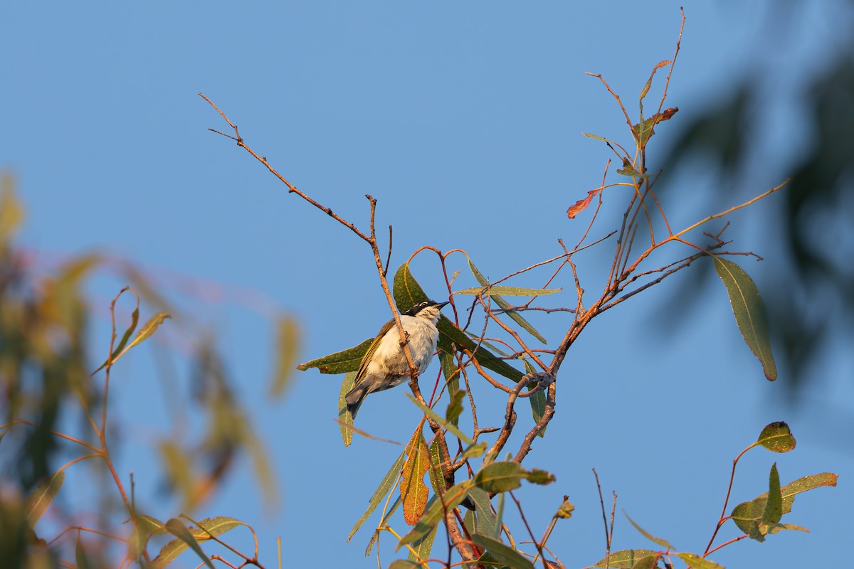 White-throated Honeyeater - ML642931439