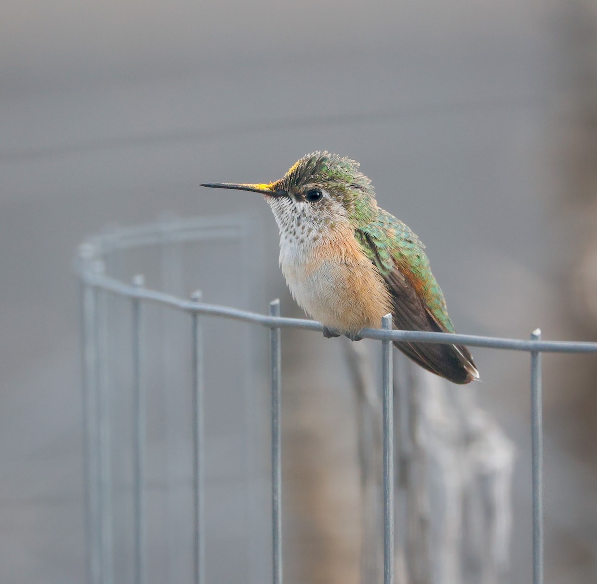 Calliope Hummingbird - ML642931455
