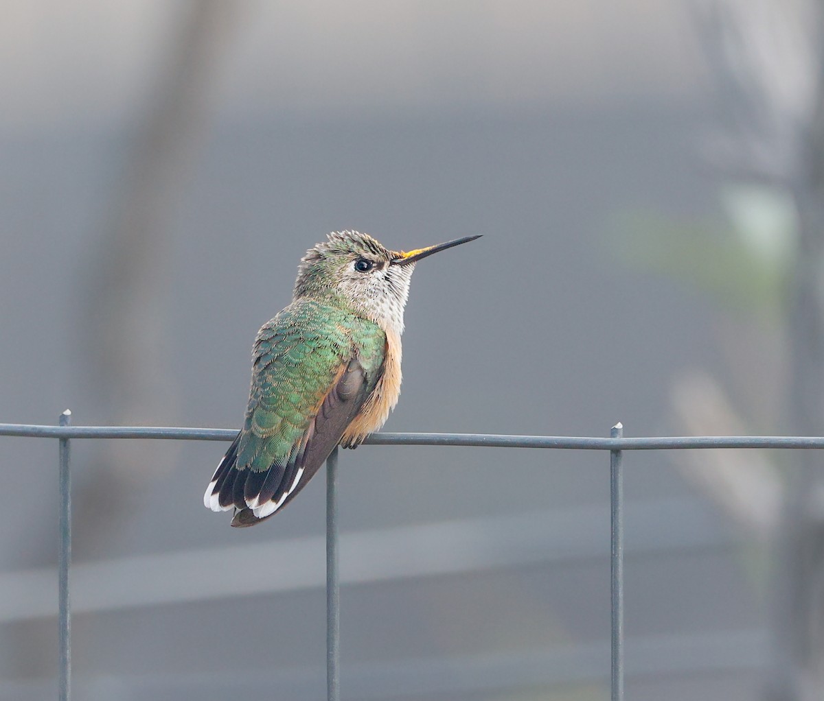 Calliope Hummingbird - ML642931457