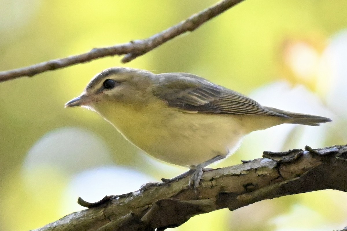 Philadelphia/Warbling Vireo - ML642931460