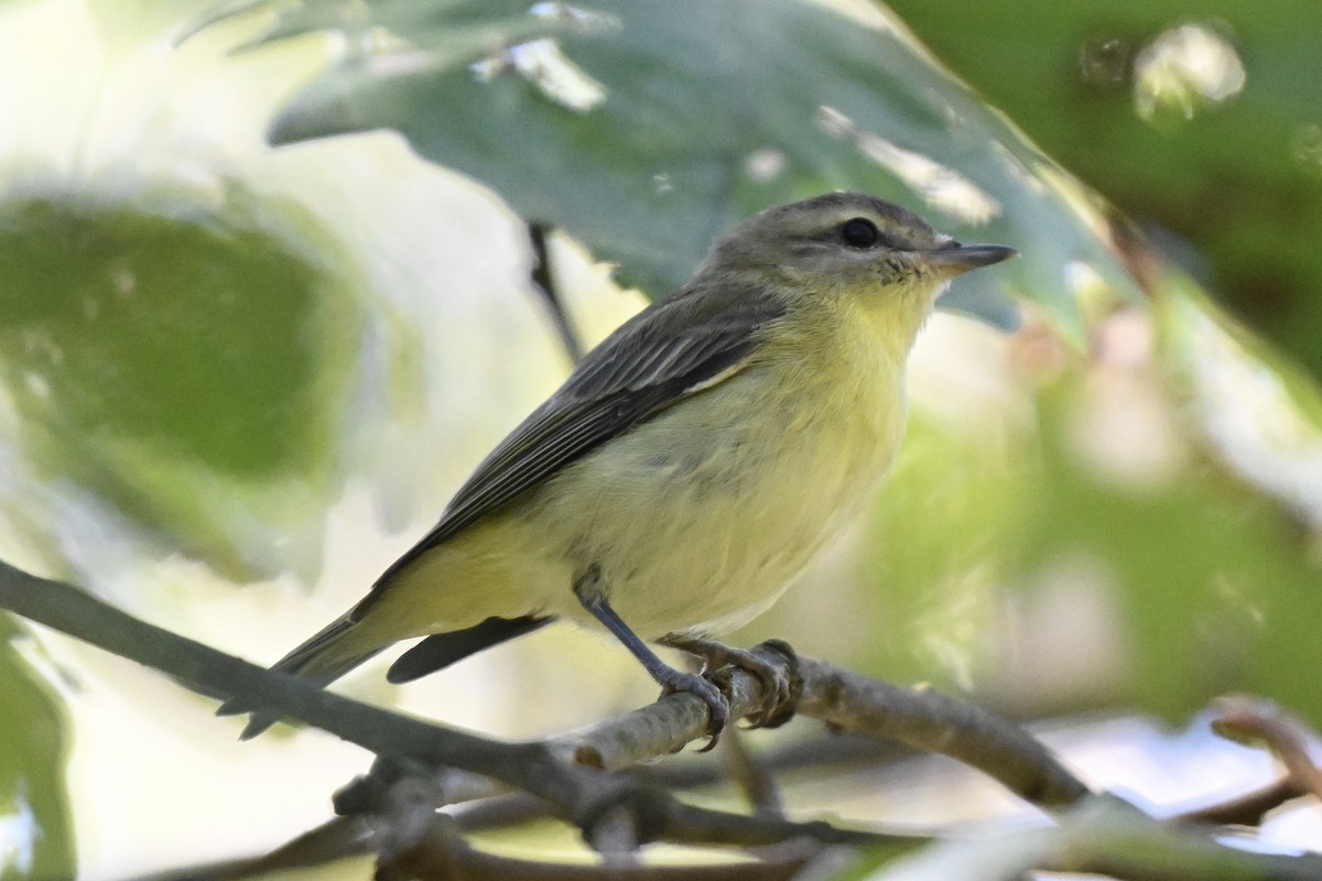 Philadelphia/Warbling Vireo - ML642931461