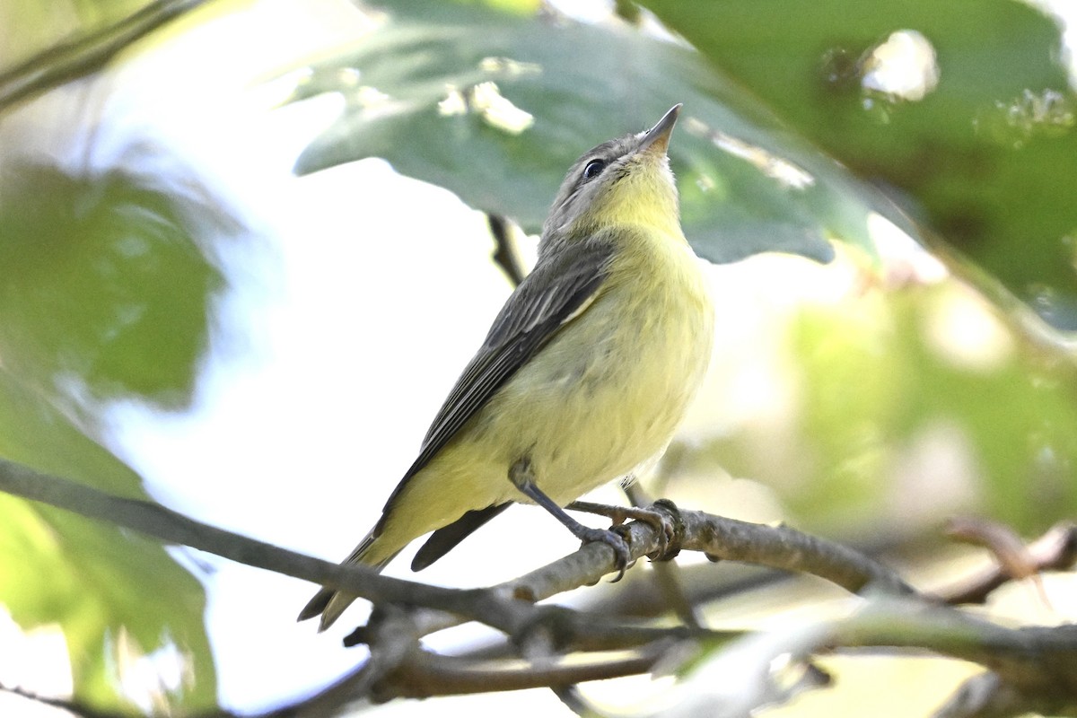 Philadelphia/Warbling Vireo - ML642931462