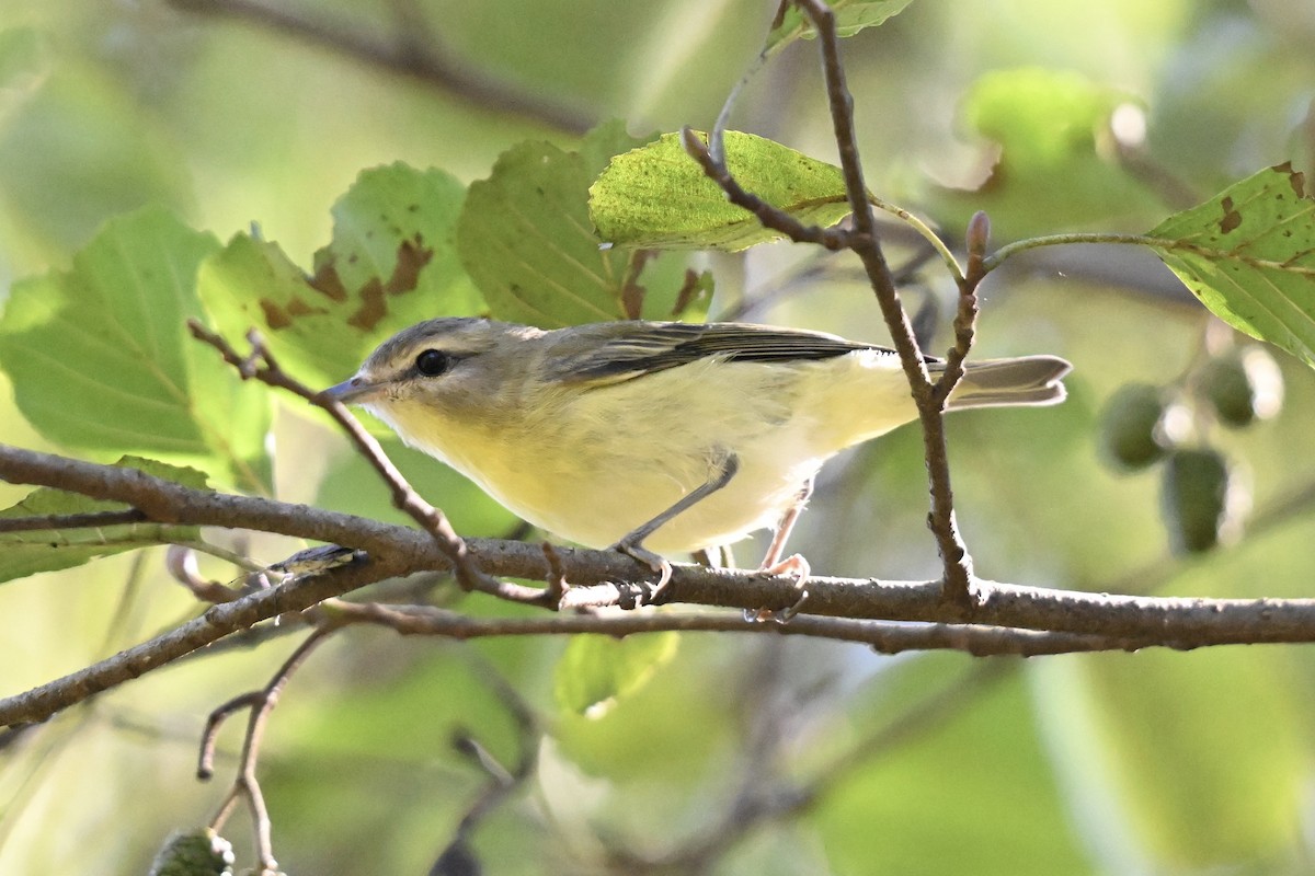 Philadelphia/Warbling Vireo - ML642931463