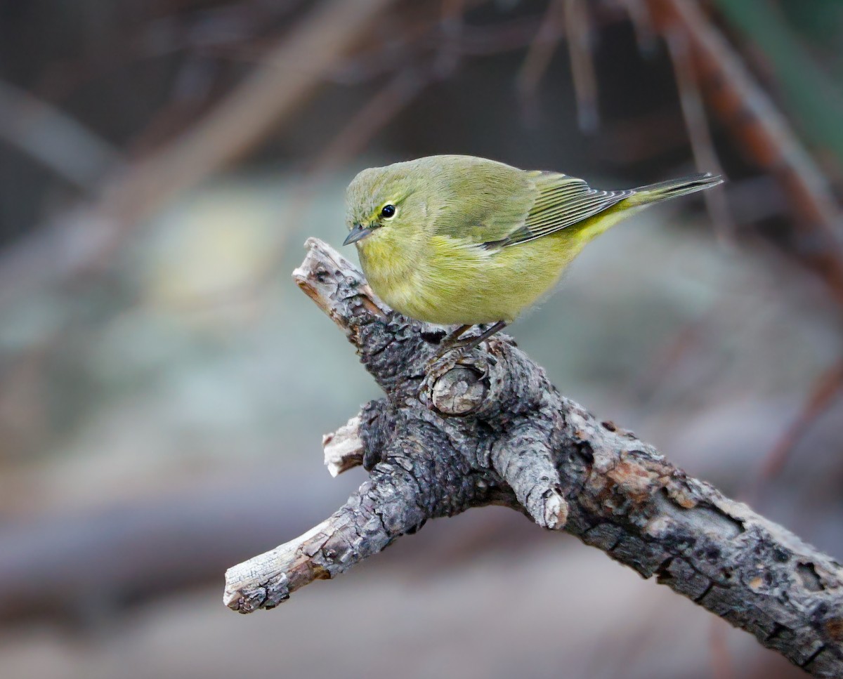 Orange-crowned Warbler - ML642931471