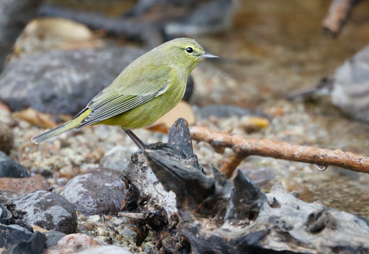 Orange-crowned Warbler - ML642931475