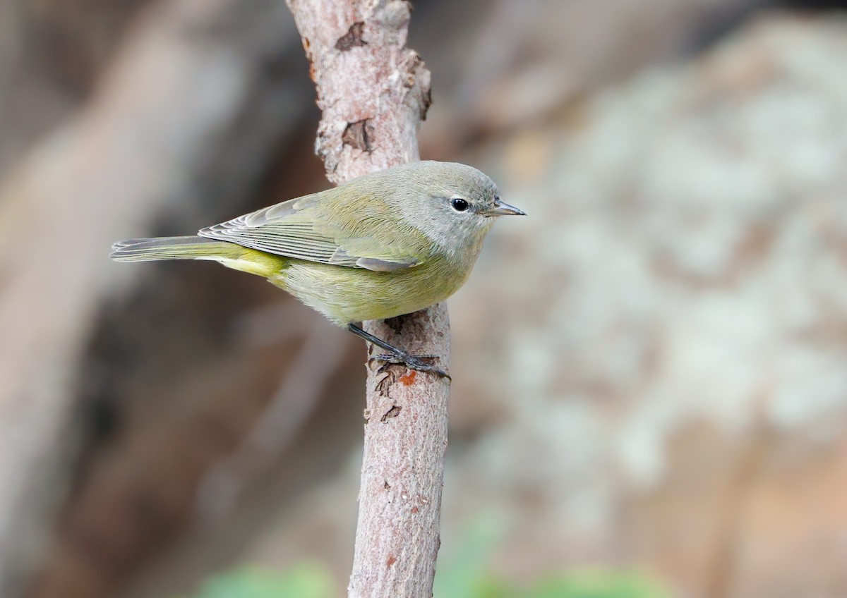 Orange-crowned Warbler - ML642931478