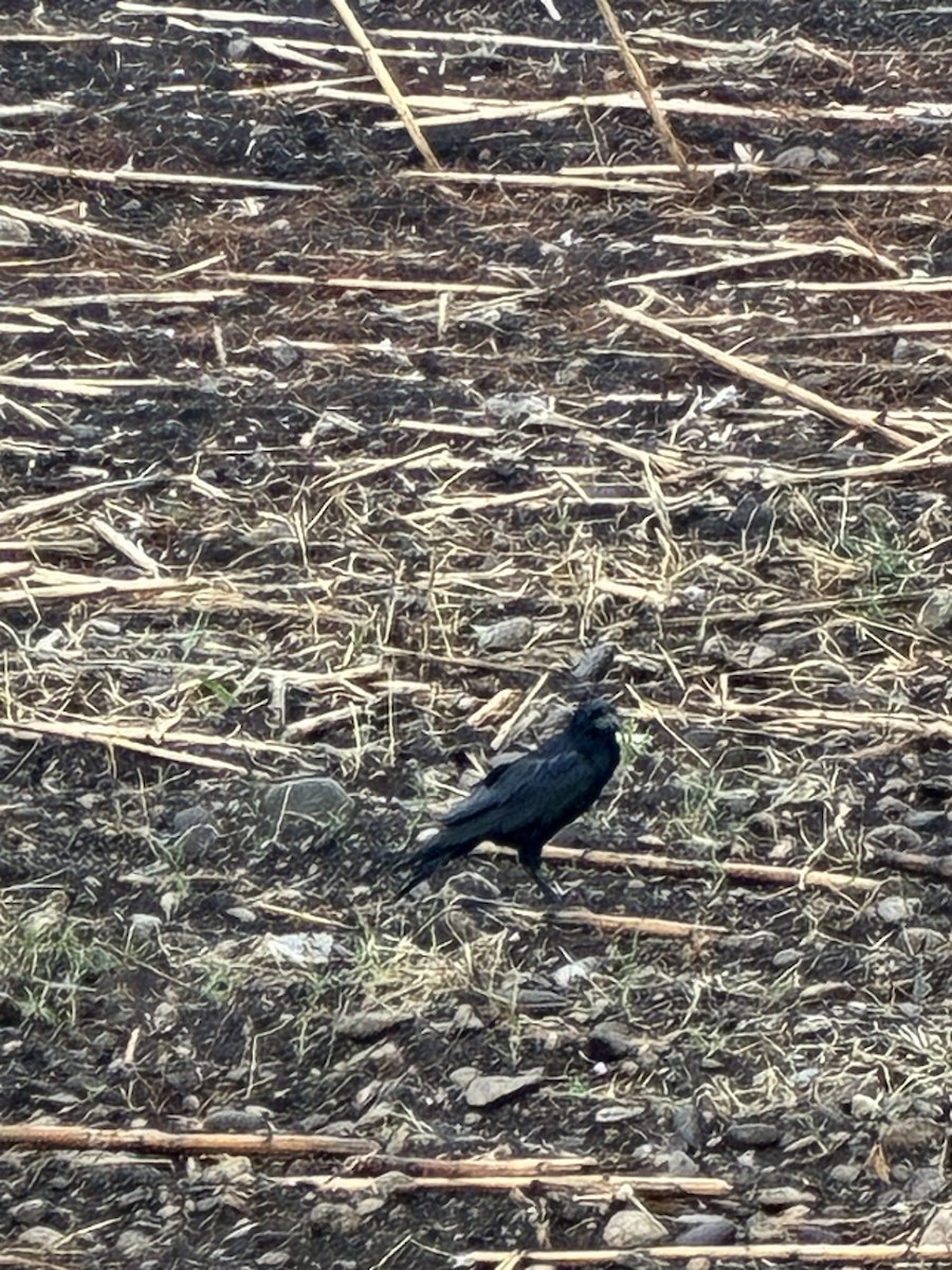 Rook - ML642931483