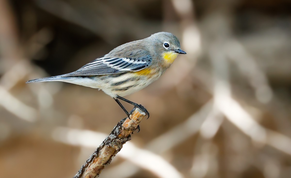 Yellow-rumped Warbler - ML642931484