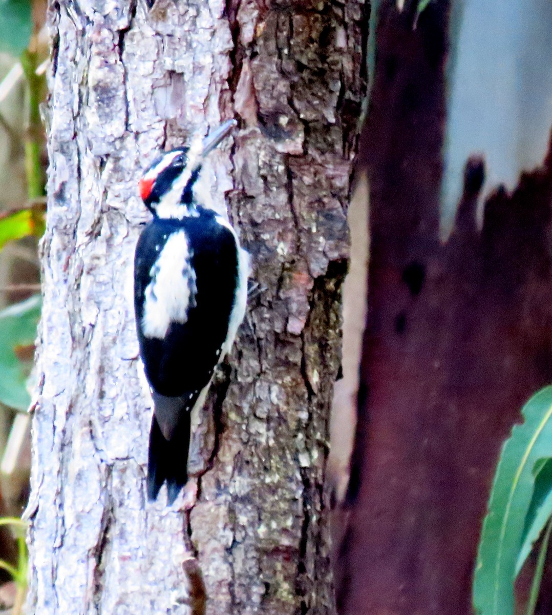 Hairy Woodpecker - ML642931513
