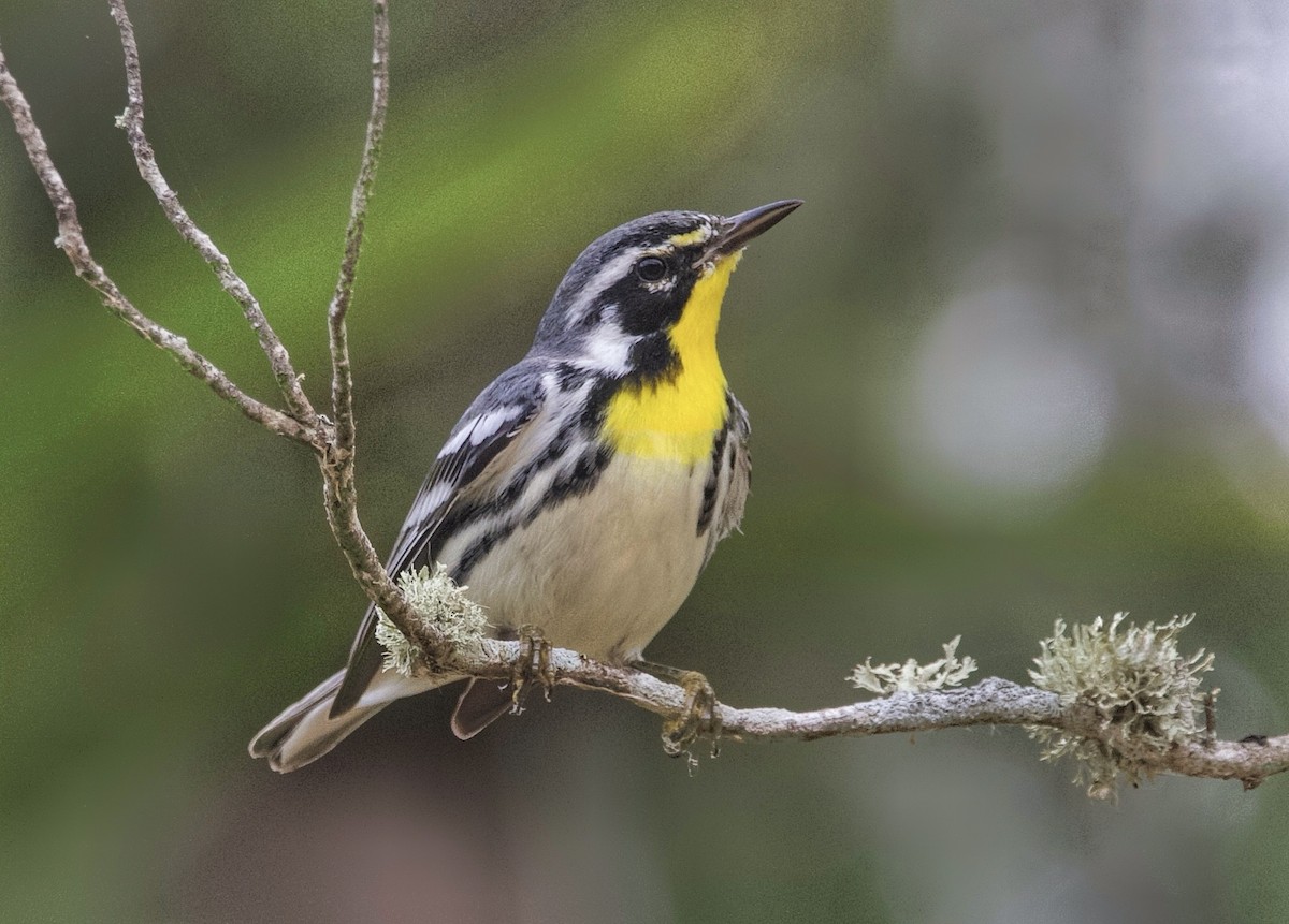 Yellow-throated Warbler - ML642931528