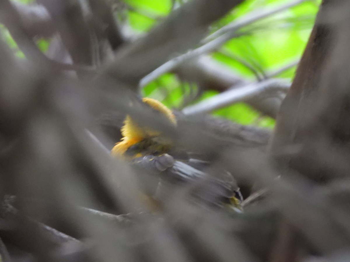 Spot-breasted Oriole - ML642931534